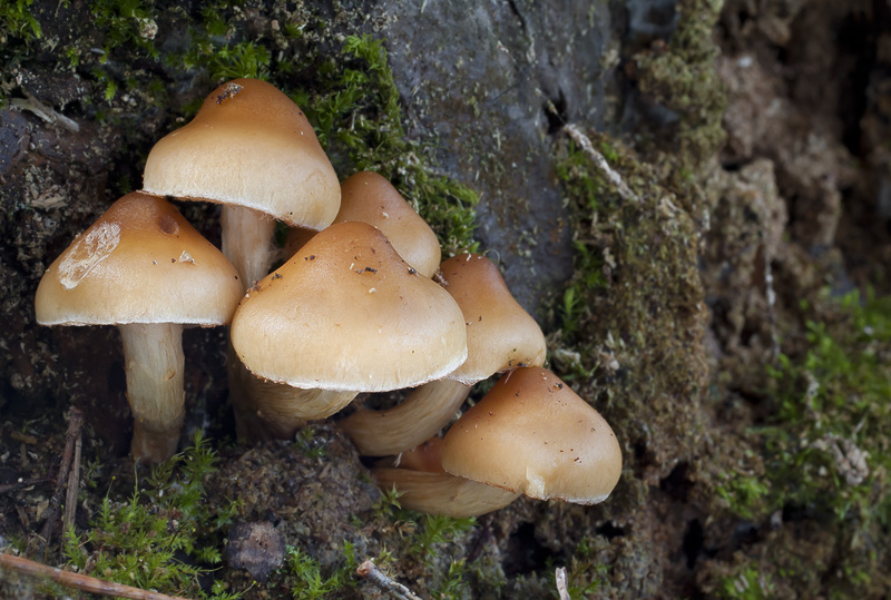 Flammula pinicola